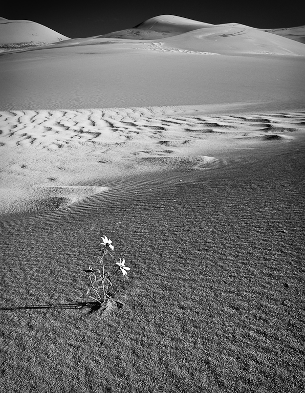 Sunflower in the Dunes